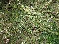 Pink Mountain Serissa / Serissa foetida 